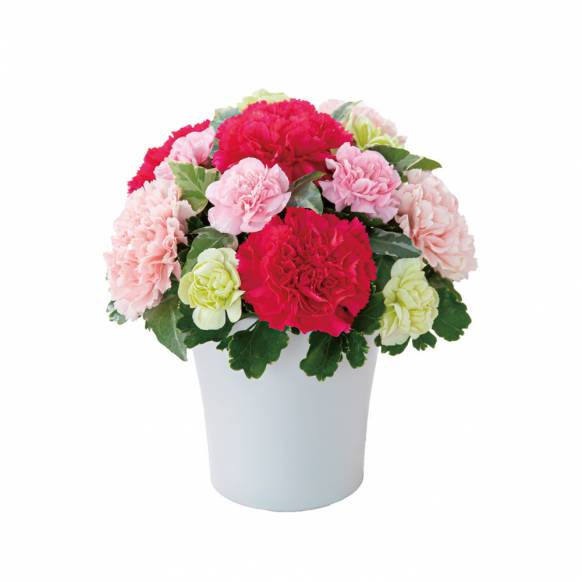 グラマラス（ピンク）